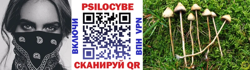 закладка Орлов Псилоцибиновые грибы Psilocybine cubensis